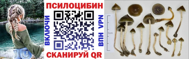 Галлюциногенные грибы Psilocybine cubensis  сколько стоит  Александровское 